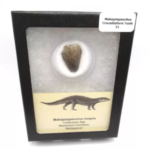 Genuine Cretaceous Age Mahajangasuchus Crocodilyform Tooth Box for Sale #21