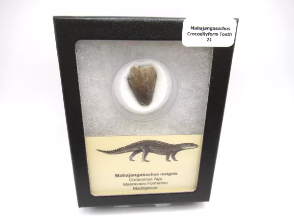 Genuine Cretaceous Age Mahajangasuchus Crocodilyform Tooth Box for Sale #21