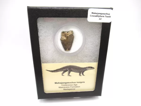 Genuine Cretaceous Age Mahajangasuchus Crocodilyform Tooth Box for Sale #22