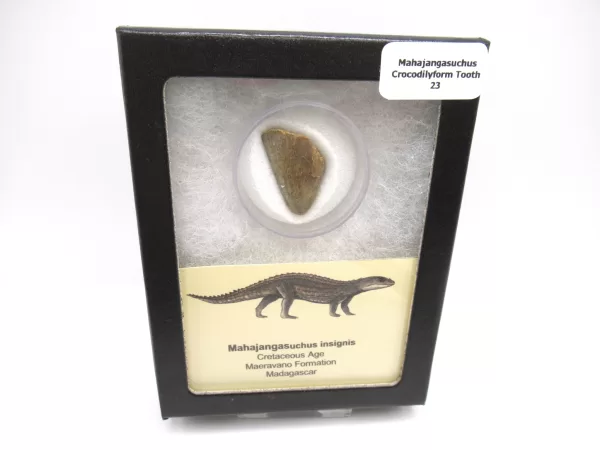 Genuine Cretaceous Age Mahajangasuchus Crocodilyform Tooth Box for Sale #23