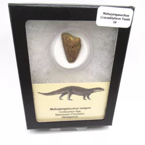 Genuine Cretaceous Age Mahajangasuchus Crocodilyform Tooth Box for Sale #24