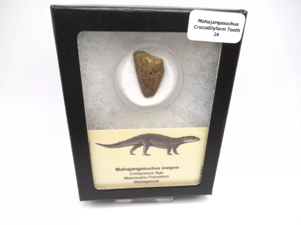 Genuine Cretaceous Age Mahajangasuchus Crocodilyform Tooth Box for Sale #24
