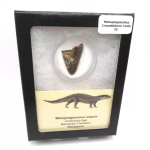 Genuine Cretaceous Age Mahajangasuchus Crocodilyform Tooth Box for Sale #25