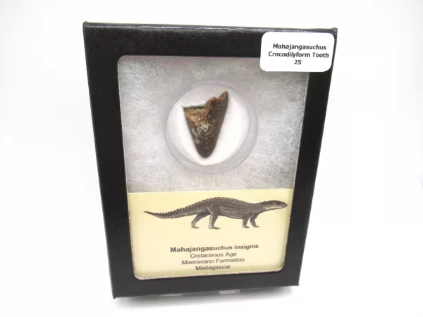 Genuine Cretaceous Age Mahajangasuchus Crocodilyform Tooth Box for Sale #25