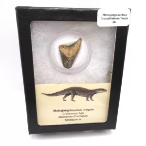 Genuine Cretaceous Age Mahajangasuchus Crocodilyform Tooth Box for Sale #26