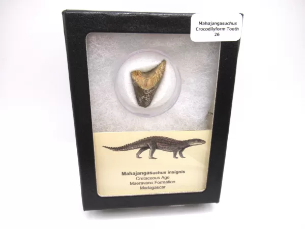 Genuine Cretaceous Age Mahajangasuchus Crocodilyform Tooth Box for Sale #26