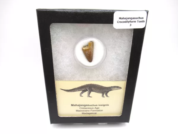 Genuine Cretaceous Age Mahajangasuchus Crocodilyform Tooth Box for Sale #3