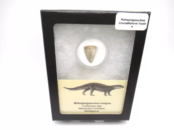 Genuine Cretaceous Age Mahajangasuchus Crocodilyform Tooth Box for Sale #4