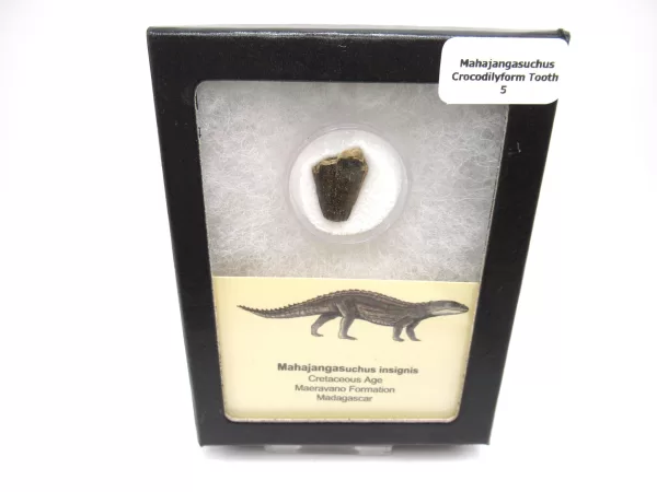 Genuine Cretaceous Age Mahajangasuchus Crocodilyform Tooth Box for Sale #5