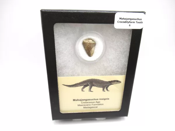 Genuine Cretaceous Age Mahajangasuchus Crocodilyform Tooth Box for Sale #6