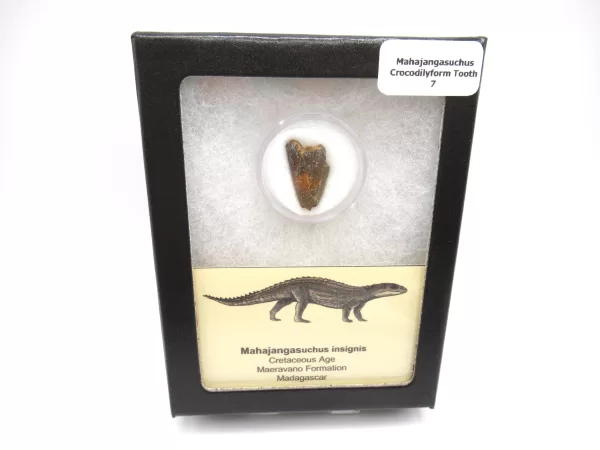Genuine Cretaceous Age Mahajangasuchus Crocodilyform Tooth Box for Sale #7