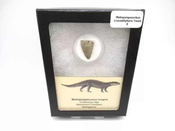 Genuine Cretaceous Age Mahajangasuchus Crocodilyform Tooth Box for Sale #9