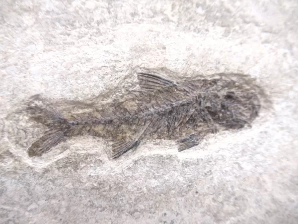 Genuine Oligocene Dapalis macrurus Fish Fossil For Sale From France #1a