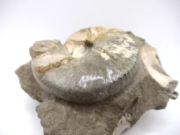 Genuine Cretaceous Age Scaphites Ammonite Fossil For Sale from South Dakota #19b