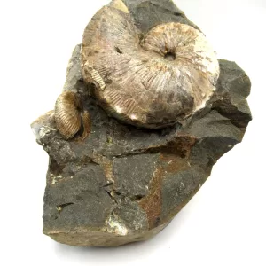 Genuine Cretaceous Age Scaphites Ammonite Fossil For Sale from South Dakota #40