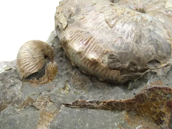 Genuine Cretaceous Age Scaphites Ammonite Fossil For Sale from South Dakota #40c