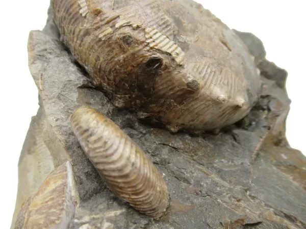 Genuine Cretaceous Age Scaphites Ammonite Fossil For Sale from South Dakota #40d