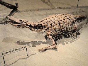 Brachychampsa Alligatoroid