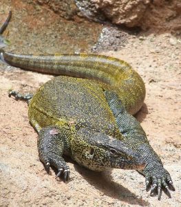 Thrausmosaurus Permian Synapsid