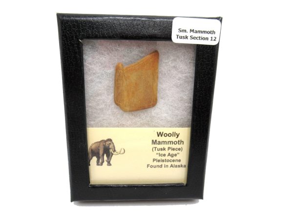 Genuine Pleistocene Woolly Mammoth Tusk Piece for Sale from Alaska #12