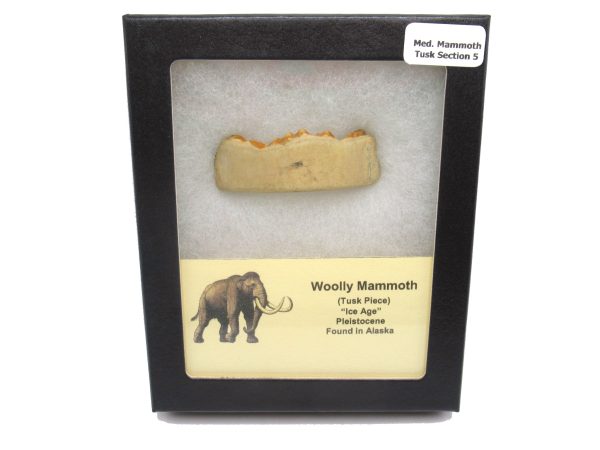 Genuine Pleistocene Woolly Mammoth Medium Tusk Piece for Sale from Alaska #5