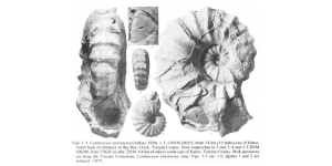 Conlinoceras tarrantense Ammonite