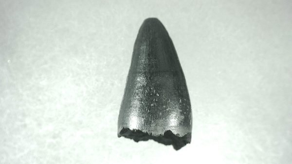 Genuine Pleistocene Alligator Tooth for Sale from Florida #1