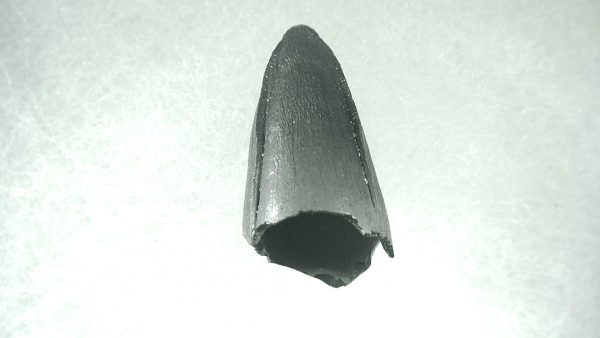 Genuine Pleistocene Alligator Tooth for Sale from Florida #10a