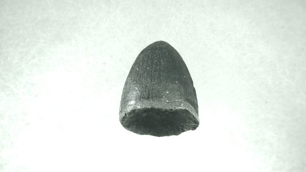 Genuine Pleistocene Alligator Tooth for Sale from Florida #11a