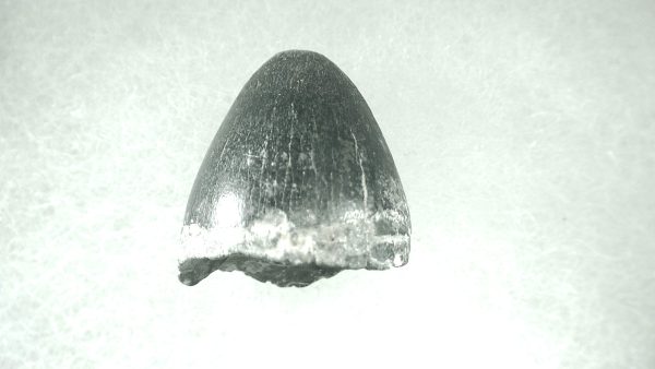 Genuine Pleistocene Alligator Tooth for Sale from Florida #13