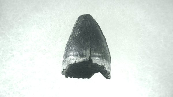 Genuine Pleistocene Alligator Tooth for Sale from Florida #14