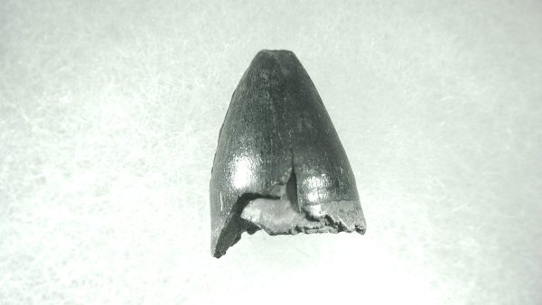 Genuine Pleistocene Alligator Tooth for Sale from Florida #14a