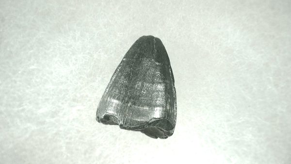 Genuine Pleistocene Alligator Tooth for Sale from Florida #15