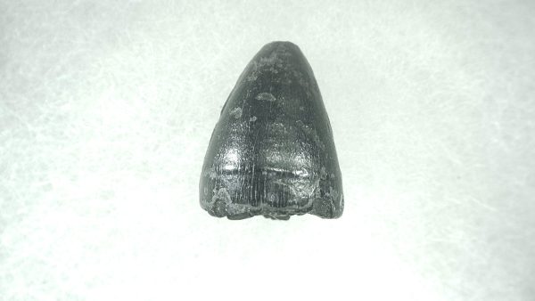 Genuine Pleistocene Alligator Tooth for Sale from Florida #15a