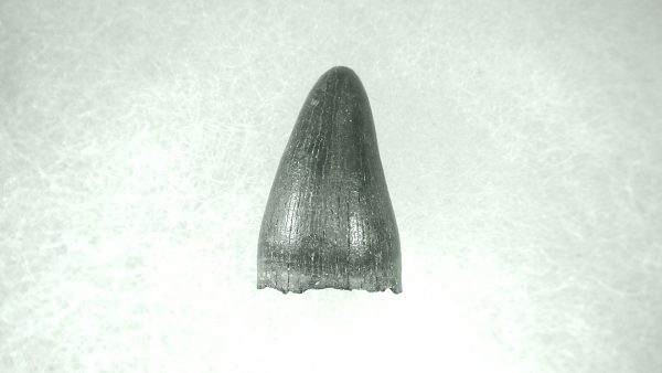 Genuine Pleistocene Alligator Tooth for Sale from Florida #16