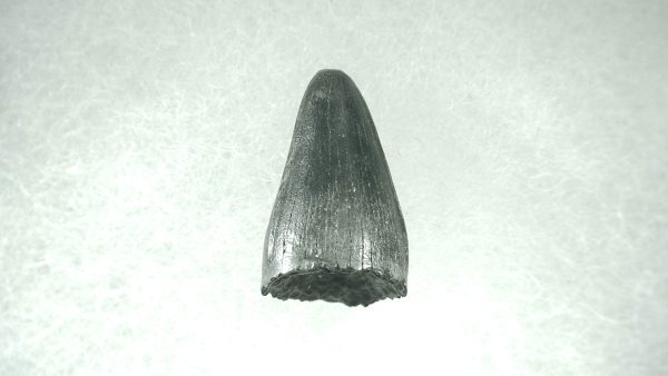 Genuine Pleistocene Alligator Tooth for Sale from Florida #16a