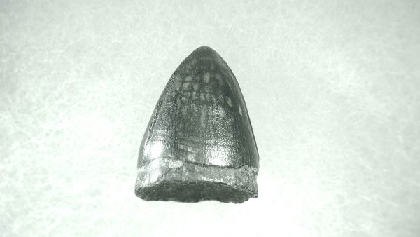 Genuine Pleistocene Alligator Tooth for Sale from Florida #17