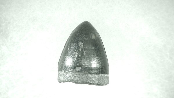 Genuine Pleistocene Alligator Tooth for Sale from Florida #17a