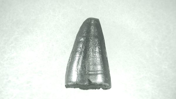 Genuine Pleistocene Alligator Tooth for Sale from Florida #18a