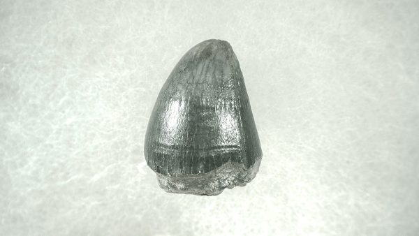 Genuine Pleistocene Alligator Tooth for Sale from Florida #19