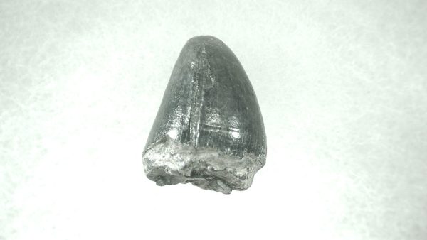 Genuine Pleistocene Alligator Tooth for Sale from Florida #19a