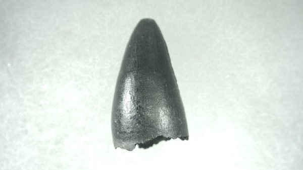 Genuine Pleistocene Alligator Tooth for Sale from Florida #1a