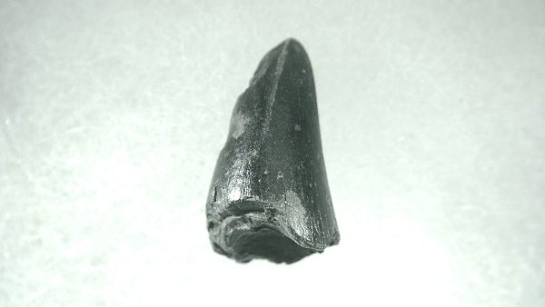 Genuine Pleistocene Alligator Tooth for Sale from Florida #2