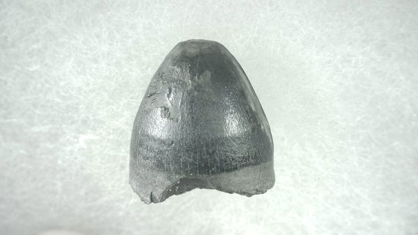 Genuine Pleistocene Alligator Tooth for Sale from Florida #20