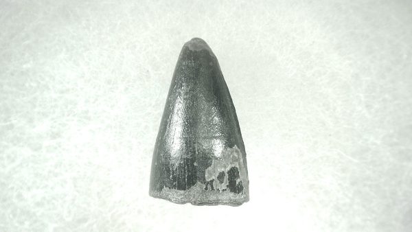 Genuine Pleistocene Alligator Tooth for Sale from Florida #21