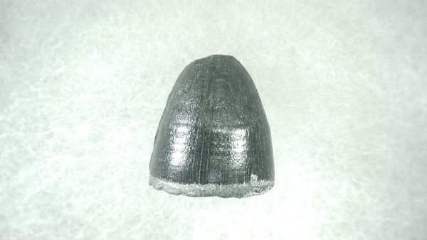 Genuine Pleistocene Alligator Tooth for Sale from Florida #22