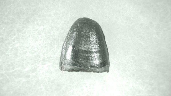 Genuine Pleistocene Alligator Tooth for Sale from Florida #22a