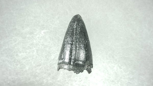 Genuine Pleistocene Alligator Tooth for Sale from Florida #23