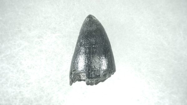 Genuine Pleistocene Alligator Tooth for Sale from Florida #23a