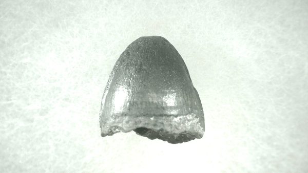 Genuine Pleistocene Alligator Tooth for Sale from Florida #24